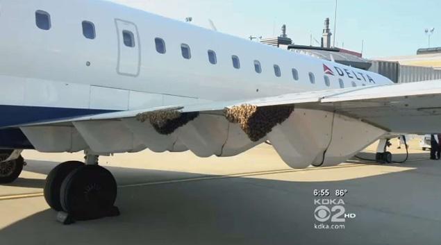 Honeybee swarm on plane